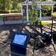 (FOTO: Alexander Richter) Der Apfelbaum  steht im Mäki-Matti-Perhe Puisto, mitten im Zentrum von Jyväskylä.