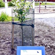 (FOTO: Alexander Richter) Als Zeichen der Städtefreundschaft schenkte Alexander Richter gemeinsam mit dem Oberbürgermeister der Stadt Potsdam, Mike Schubert, der Partnerstadt Jyväskylä einen  Apfelbaum.