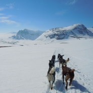 Huskies on T(FOTO: Dietrich Bender) Das Führen eines Husky-Gespanns erfordert vollste Konzentration.our 2