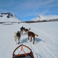 (FOTO: Dietrich Bender) Als Musher muss man sich mit Gespann und Hunden gut auskennen.