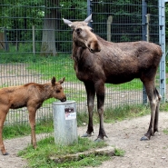 (FOTO: Finntastic) Elchkuh Lotte mit Kälbchen  Ede