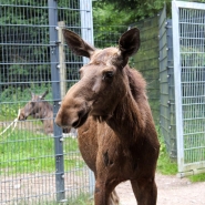 (FOTO: Finntastic) Zunächst macht meine Kamera Elchkuh Olafine neugierig.