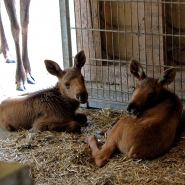 (FOTO: Finntastic) Die Elchkälbchen Ida und Elli sind so süß!