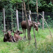 (FOTO: Finntastic) Elchkuh Mathilda (Mitte) ist derzeit  "Huhn im Korb" auf Zeit. Gemeinsam mit Elchbulle Lasse und Ole döst sie im Dickicht.