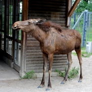 (FOTO: Finntastic) Dass ich ihre Elchzwillinge Ida und Elli fotografieren möchte, gefällt ihr dann aber gar nicht.
