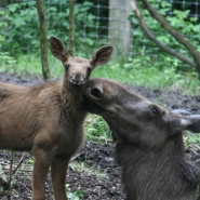 (FOTO: Sandy Rödde) Elchkuh "Lotte" mit ihrem Kälbchen "Olafine"