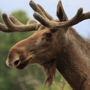 (FOTO: Heike Friedrich) Elch Ole erfreut die Tierparkbesucher mit seiner Anwesenheit.