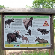 (FOTO: Finntastic) Im Tierpark Sababurg erfährt der Besucher alles über den "König des Waldes", den Elch.