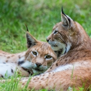 (FOTO: Guido John) Europäischer Luchs beim Mittagsschläfchen