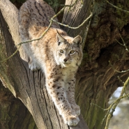 (FOTO: Heike und Ulrich Friedrich) Der Luchs auf der Pirsch