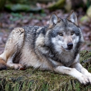 (FOTO: Cornelius Turrey) Im Tierpark Sababurg kann man den Wolf hautnah erleben.