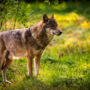 (FOTO: Michael Göhre) Der europäische Wolf fühlt sich auch in Finnischen Wäldern zu Hause.