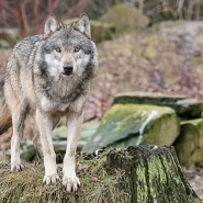 (FOTO: Uwe Spohr) Im Tierpark Sababurg lebt ein Wolfsrudel.