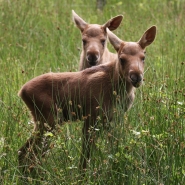 (FOTO: Heike Friedrich) Putziger Nachwuchs im Elchgehege des Tierparks Sababurg