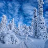 (FOTO: Anja Degiampietro) Im Winter liegt in Lappland noch ordentlich viel Schnee, ideal um Ski zu fahren oder eine gemütliche Fahrt mit dem Rentierschlitten zu unternehmen.