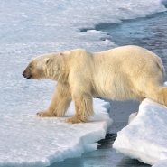 (FOTO: Heiner Kubny) Während der Expedition kann man auch den Eisbären hautnah erleben.