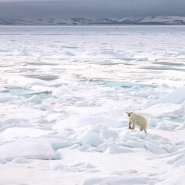 (FOTO: Heiner Kubn(FOTO: Heiner Kubny) Zusehen gibt es neben Schnee und Eis auch den König der Arktis, den Eisbären.y)