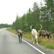 (FOTO: Mikael Diehl) Rentiere auf der Straße - in Lappland ganz normal.
