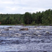 (FOTO: Mikael Diehl) Zur Lachssaison kann man  an der Bar des Kultahovi Hotels auf Bildschirmen live  verfolgen, wie die Lachse stromaufwärts schwimmen.
