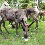 (FOTO: Finntastic) Im Börkträsk erfährt der Besucher alles über die Kultur der Samen.