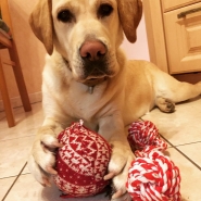 (FOTO: Mari Raatikainen) Labradorhündin Emma versteht drei Sprachen und ist das Maskottchen von Little Finland.