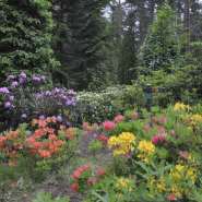 (FOTO: Visit Kouvola) Das Arboretum Mustila verandelt sich immer im Juni in ein Rhododendren-Blütenmeer. 