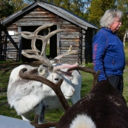 (FOTO: Liane Gruda) Hans-Joachim Gruda und seine Frau Liane helfen, wenn sie vor Ort in Jukkasjärvi sind, gerne bei der Rentierfütterung.
