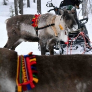 (FOTO: Liane Gruda) Die Rentiere sind schon ganz aufgeregt und freuen sich auf die bevorstehende Tour durch den Schnee.