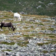 (FOTO: Mikael Diehl) Auf ihrem Weg zum Gipfel trafen Mika und seine Frau nicht nur auf andere Wanderer, sondern immer wieder auch auf grasende Rentiere.