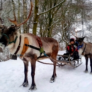 (FOTO: RENRAJD vualka) Uwe und Brigitte bieten im Winter Rentierschlittentouren durch den Rheinhardswald an.