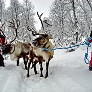 (FOTO: RENRAJD vualka) Uwe und Brigitte auf Rentiersafari durch das verschneite Winterwonderland im Rheinhardswald.