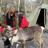 (FOTO: Finntastic) Brigitte macht Nuppa, das geweihlose Rentier startklar für die Tour durch den Tierpark.