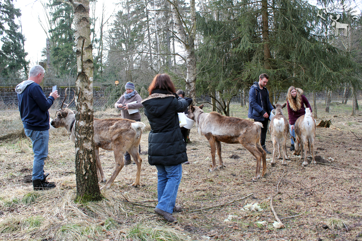 (FOTO: Finntastic) Auch wir dürfen die Hirsche des Nordens füttern.