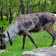 (FOTO: Finntastic) Ein Rentier beim Grasen auf der grünen Wiese des Rentieraußengeheges.