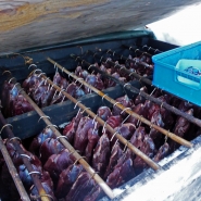 (FOTO: RENRAJD vualka) Das Rentierfleisch dient den Sámi als Grundnahrungsmittel.