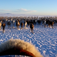 (FOTO: RENRAJD vualka) Die Sámi folgen stets ihrer Rentierherde, dabei setzen auch sie heutzutage auf moderne Technologie wie GPS und Motorschlitten.
