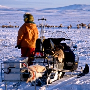 (FOTO: RENRAJD vualka) Die Sámi folgen der Herde mit ihren Motorschlitten.