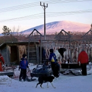 (FOTO: RENRAJD vualka) Die Sámi mit den geschlachteten Rentierkadavern.