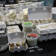 (FOTO: Finntastic) Wachteleier gehören in Lettland zur traditionellen Küche.