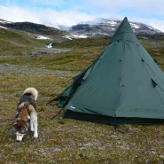 (FOTO: Liane Gruda)  Siberian Husky Čuobbu checkt den neuen Rastplatz im Tal Hoiganvaggi, Narvik-Gebirge, Sápmi.