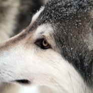 (FOTO: Claudia Alini) Die Wolfshunde haben im Vergleich zu Huskys eine noch stärkere Ausdauer beim Rennen.