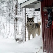 (FOTO: Claudia Alini) Die Wolfshunde sind wie ihre Verwandten die Wölfe sehr scheu.