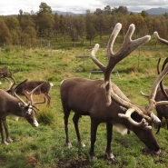 (FOTO: RENRAJD vualka) Sommer in Sápmi