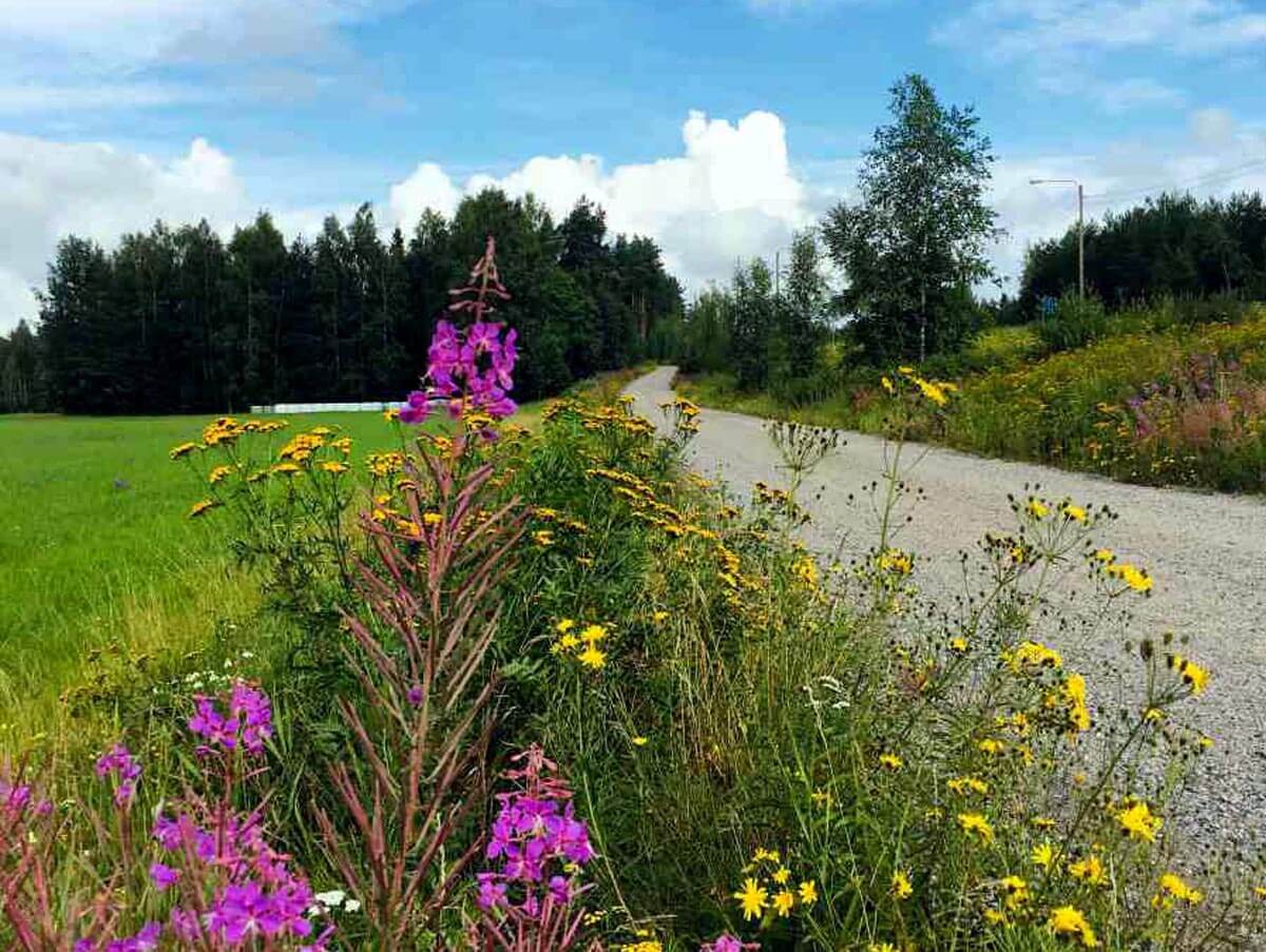 Blumen am Wegesrand in Finnland