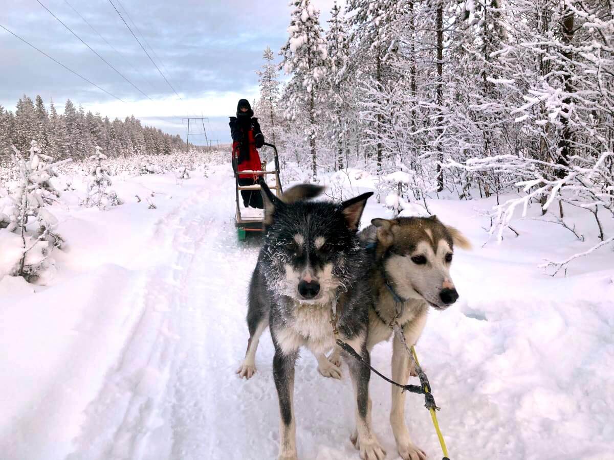 (FOTO: Lydia Glimbotzki) Was für ein Spaß: Lydia unterwegs mit den Schlittenhunden durch die verschneite Winterlandschaft Nordfinnlands.