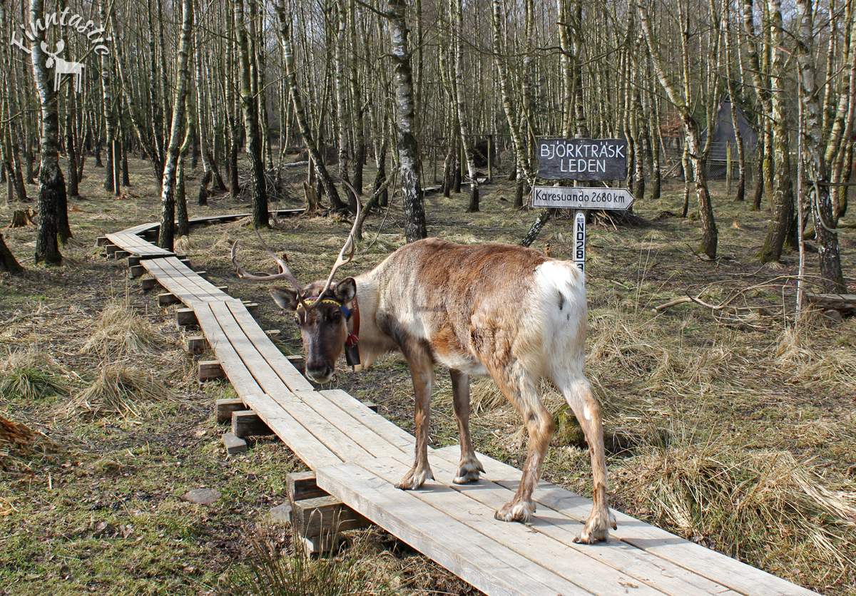 (FOTO: Finntastic) Im Lapplandlager des Tierparks Sababurg können Skandinavienfans Rentiere während des Rentierführerscheins hautnah erleben.