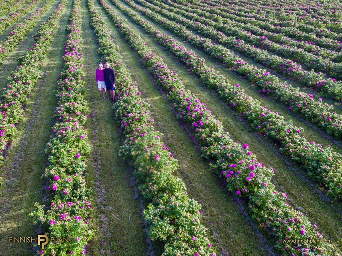 rose plantation of Kotaja farm