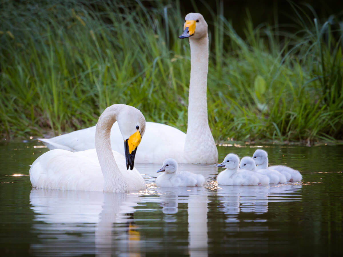 Swan family Ifolor summer photo competition winner