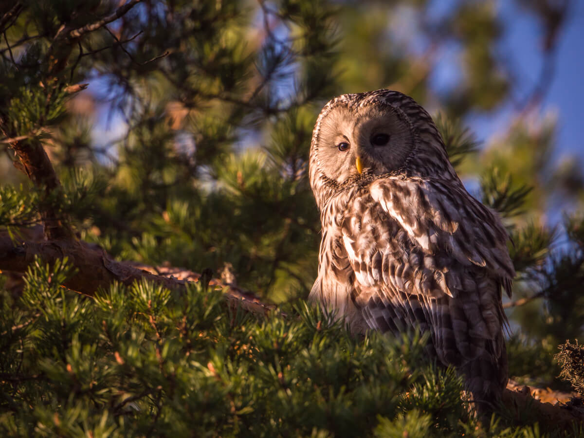 Ural owl